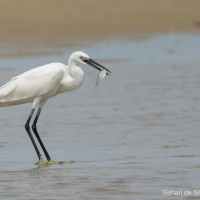 Egretta garzetta Linnaeus, 1766